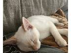 Crouton, Siamese For Adoption In New Braunfels, Texas