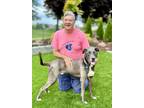 Captain Jake, American Pit Bull Terrier For Adoption In Roseville, California