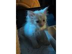 Prince (bonded To Pippa), Domestic Longhair For Adoption In Howell, Michigan
