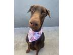 Ralph, Doberman Pinscher For Adoption In Ontario, California