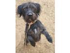 Brody, Scottie, Scottish Terrier For Adoption In Phoenix, Arizona