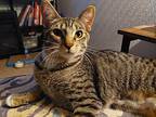 Nova, Domestic Shorthair For Adoption In Bellingham, Washington