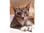 Comet, Domestic Shorthair For Adoption In Bellingham, Washington