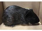 Morticia*, Guinea Pig For Adoption In Pomona, California
