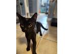 Daphne, Domestic Shorthair For Adoption In Pawtucket, Rhode Island