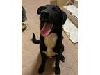 Lissy, Labrador Retriever For Adoption In Gig Harbor, Washington