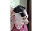 Lilo, Labrador Retriever For Adoption In Gig Harbor, Washington