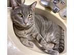 Dusty, Domestic Shorthair For Adoption In Mooresville, North Carolina