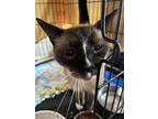 Stenton, Siamese For Adoption In Devon, Pennsylvania