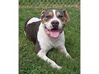 Beaver, American Pit Bull Terrier For Adoption In Austin, Texas