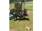 Frankie, Terrier (unknown Type, Small) For Adoption In Benton, Arkansas