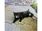 Penelope, Domestic Shorthair For Adoption In Billings, Montana