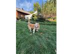 Riley, Golden Retriever For Adoption In Columbia, Pennsylvania