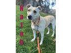 Nalah, Terrier (unknown Type, Medium) For Adoption In Irwin, Pennsylvania