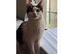 Mama Veggie, Domestic Shorthair For Adoption In Tucson, Arizona