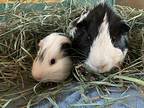 Lenny & Squiggy, Guinea Pig For Adoption In Tujunga, California