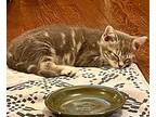 Paprika (the Spice Kittens), Domestic Shorthair For Adoption In Alexandria
