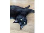 Martha, Domestic Shorthair For Adoption In Richmond Hill, Ontario