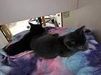Fire (cyrus), Domestic Shorthair For Adoption In Bowling Green, Kentucky