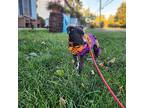 Jackie, Terrier (unknown Type, Small) For Adoption In Glen Mills, Pennsylvania