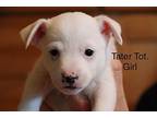 Tater Tot, Rat Terrier For Adoption In Santa Rosa, California