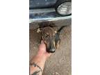 Pedro, Doberman Pinscher For Adoption In Bothell, Washington