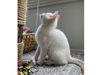 Peanut, Siamese For Adoption In Gravette, Arkansas
