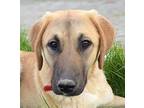 Brynn - Local - Kt, Labrador Retriever For Adoption In Langley, British Columbia