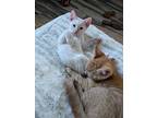 Tapatio, Siamese For Adoption In San Antonio, Texas