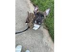 Reno, Terrier (unknown Type, Medium) For Adoption In Derwood, Maryland
