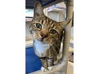 Gandalf, Domestic Shorthair For Adoption In Fremont, Ohio