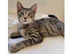 Tommy, Domestic Shorthair For Adoption In Fremont, Ohio