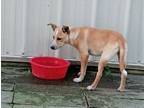 Honey, Terrier (unknown Type, Medium) For Adoption In Waupaca, Wisconsin