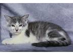 Lucia & Valdemar, Domestic Shorthair For Adoption In New Prague, Minnesota