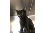 Bebe, Domestic Shorthair For Adoption In Chippewa Falls, Wisconsin