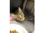 Bernadette, Domestic Shorthair For Adoption In Chippewa Falls, Wisconsin