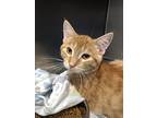 Cobbler, Domestic Shorthair For Adoption In Chippewa Falls, Wisconsin