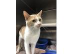 Puddles, Domestic Shorthair For Adoption In Chippewa Falls, Wisconsin