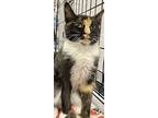 Anna, Calico For Adoption In Panama City Beach, Florida