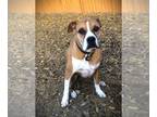 Boxer DOG FOR ADOPTION RGADN-1217053 - Koala - Boxer Dog For Adoption