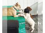 Pointer Mix DOG FOR ADOPTION RGADN-1225712 - Dottie - Pointer / Mixed (medium