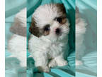 Shih Tzu PUPPY FOR SALE ADN-837164 - Pure Bred shihtzu puppies