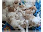 Goldendoodle PUPPY FOR SALE ADN-837159 - Litter of F1bb Standard Goldendoodle