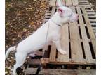 American Bully PUPPY FOR SALE ADN-837136 - Champion American Bully Pups