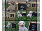 Poodle (Standard) PUPPY FOR SALE ADN-836960 - AKC poodles