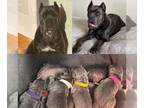 Cane Corso PUPPY FOR SALE ADN-836945 - Litter of 9