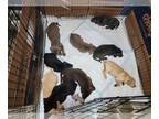 Labrador Retriever PUPPY FOR SALE ADN-836837 - Multiple colors AKC vet check