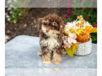Poodle (Miniature) PUPPY FOR SALE ADN-837204 - Adorable Mini Poodle Puppies