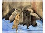 Cane Corso PUPPY FOR SALE ADN-837222 - Cane Corso Puppies AKC ICCF Bozeman