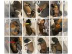 Belgian Malinois PUPPY FOR SALE ADN-837014 - Belgian Malinios Puppies